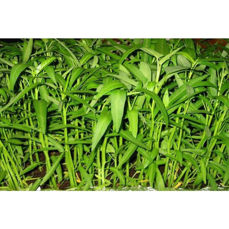 Hạt Giống Rau Muống Lá Tre, Chát Lượng F1 - gói 20g-duoc-ban-tai-Vỉa Hè Garden