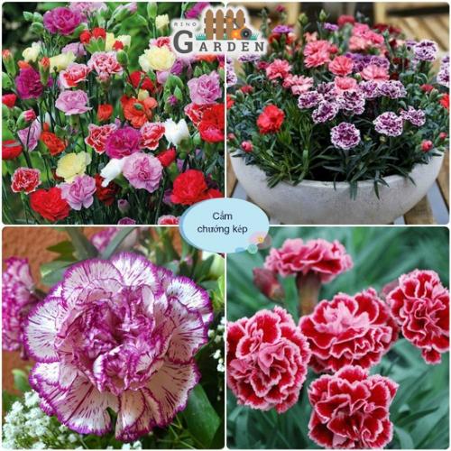 Hạt giống hoa cẩm chướng kép - 100 hạt-duoc-ban-tai-Vỉa Hè Garden