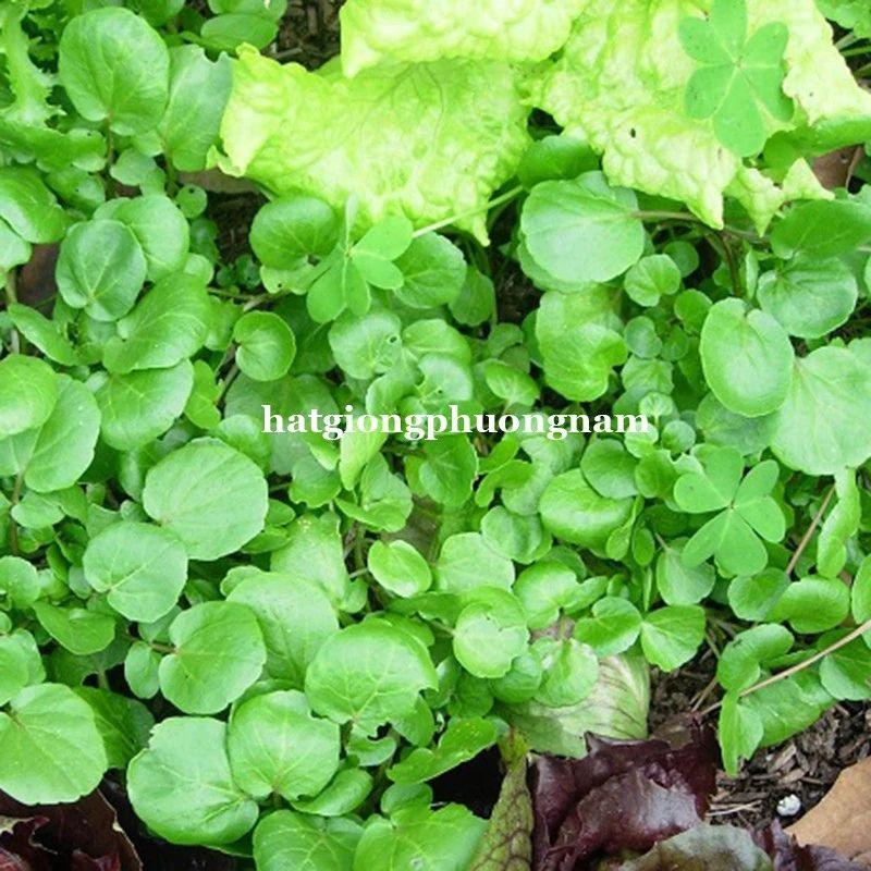 Hạt Giống Rau Xà Lách Xoong Túi 0.5g, Chất Lượng Dễ Trồng, Rau Cải Xoong-duoc-ban-tai-Vỉa Hè Garden