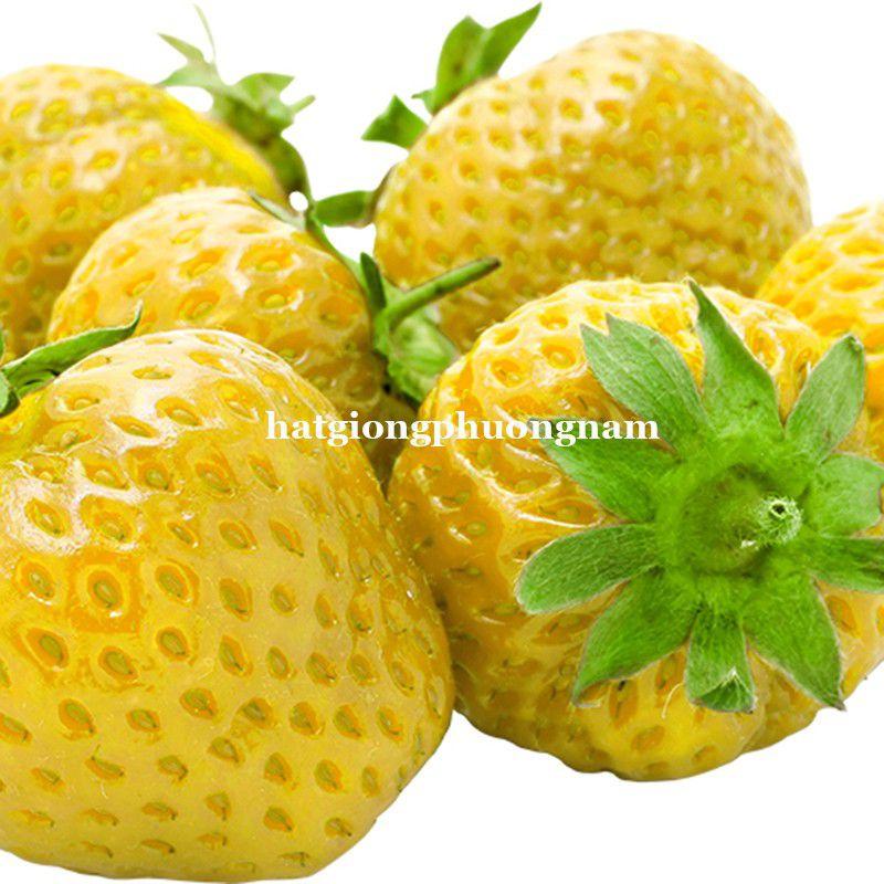 Hạt giống dâu tây vàng chata lượng F1 túi 30 hạt-duoc-ban-tai-Vỉa Hè Garden