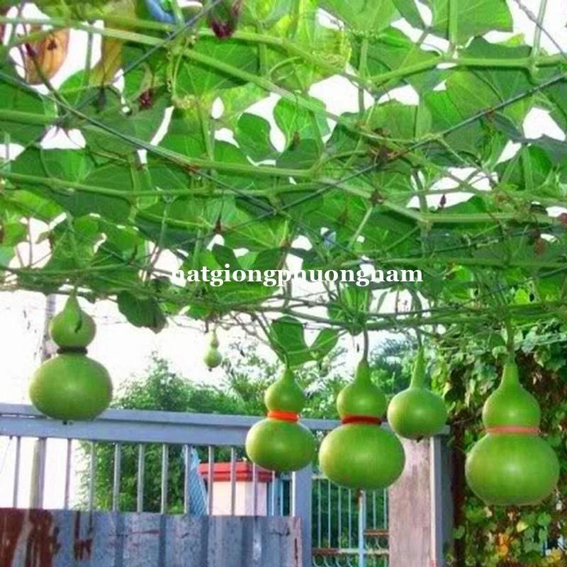 Hạt giống bầu hồ lô túi 20 hạt, giống chất lượng dễ trồng-duoc-ban-tai-Vỉa Hè Garden