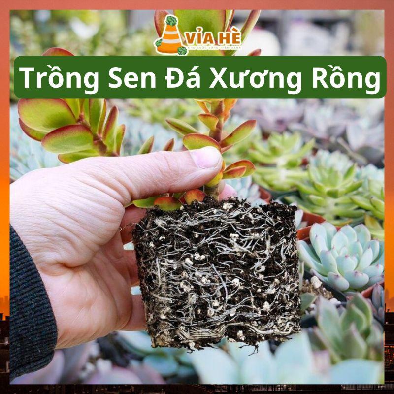 Đá perlite trân châu túi 5dm LAVAMIX trồng sen đá kiểng lá xương rồng nuôi kỳ đà-duoc-ban-tai-Vỉa Hè Garden