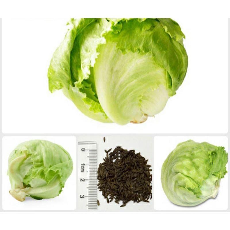 Hạt Giống Xà Lách Búp, Chất Lượng F1 - gói 2g-duoc-ban-tai-Vỉa Hè Garden
