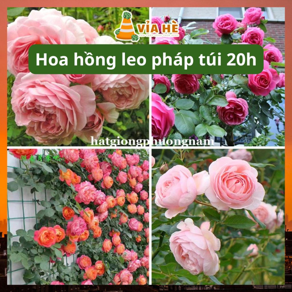 Hạt giống hoa hồng pháp leo túi 20 hạt, chất lượng dễ trồng-duoc-ban-tai-Vỉa Hè Garden