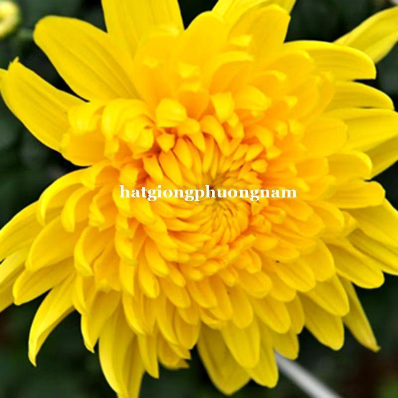 Hạt giống hoa cúc vàng lấy cành túi 100 hạt, chất lượng dễ trồng-duoc-ban-tai-Vỉa Hè Garden