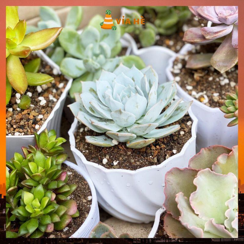 Chậu nhựa mini trồng cây sen đá xương rồng cao cấp màu trắng cứng cấp nhiều size-duoc-ban-tai-Vỉa Hè Garden