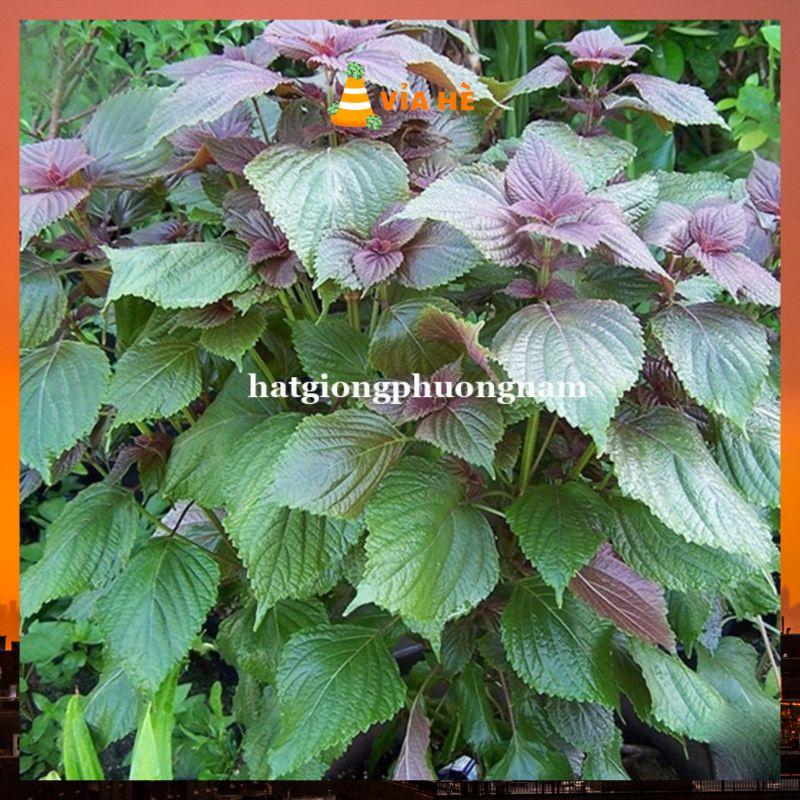 Hạt giống rau tía tô chất lượng F1-duoc-ban-tai-Vỉa Hè Garden