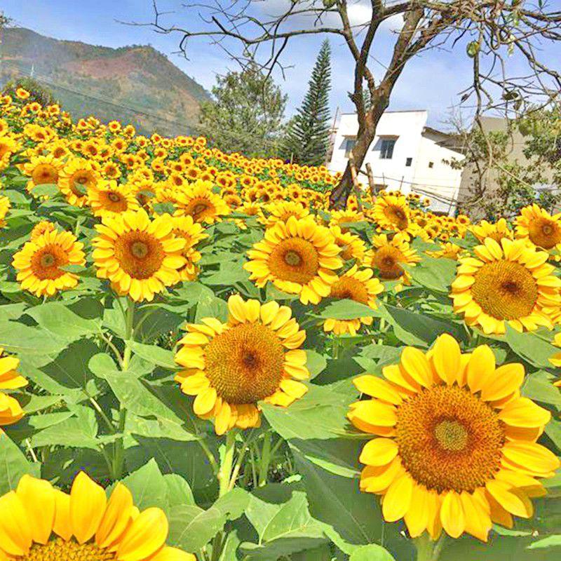 Hạt giống hướng hương không lồ lấy hạt chất lượng F1-duoc-ban-tai-Vỉa Hè Garden