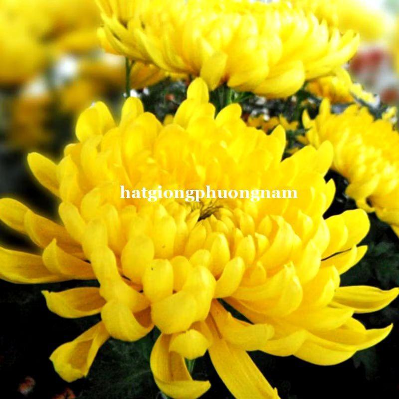 Hạt giống hoa cúc vàng lấy cành túi 100 hạt, chất lượng dễ trồng-duoc-ban-tai-Vỉa Hè Garden