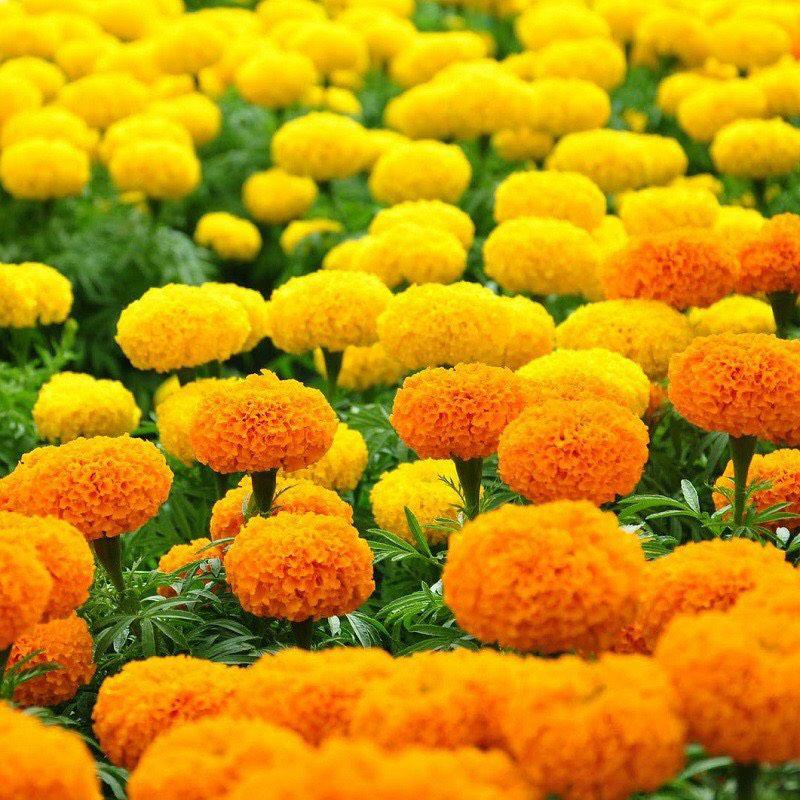 HẠT GIỐNG HOA VẠN THỌ CAO NHIỀU MÀU OP-duoc-ban-tai-Vỉa Hè Garden