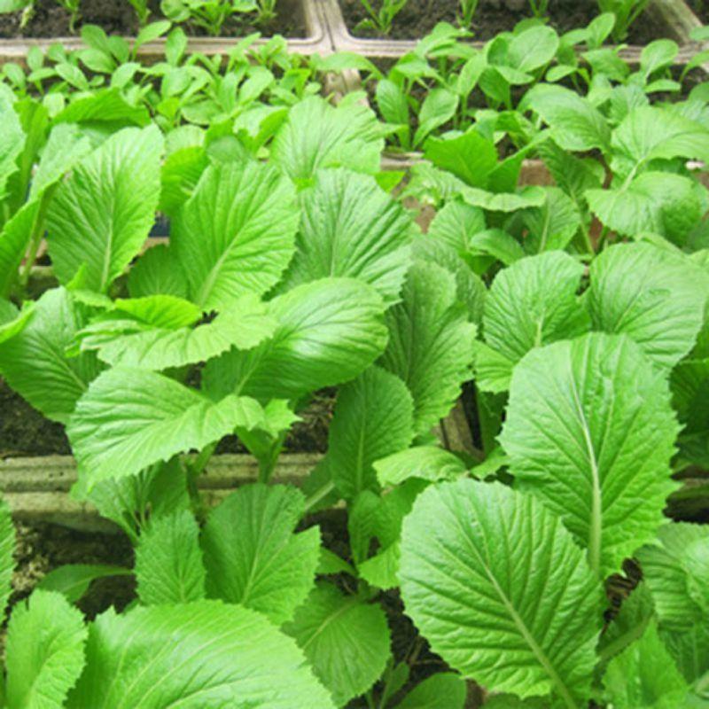 Hạt Giống Cải Xanh Mỡ, Chất Lượng F1 - gói 10g-duoc-ban-tai-Vỉa Hè Garden