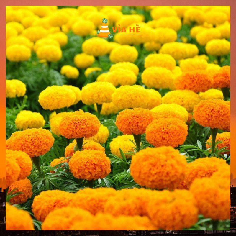 HẠT GIỐNG HOA VẠN THỌ CAO NHIỀU MÀU OP-duoc-ban-tai-Vỉa Hè Garden