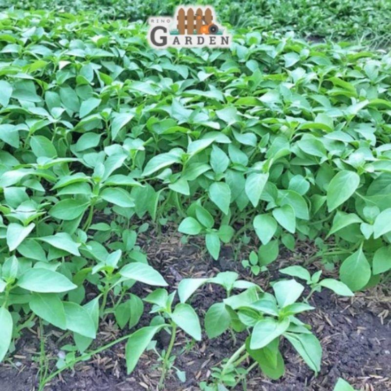 Hạt giống rau thơm sả ( é trắng ) - 2 gam-duoc-ban-tai-Vỉa Hè Garden