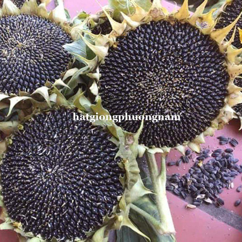 Hạt giống hướng hương không lồ lấy hạt chất lượng F1-duoc-ban-tai-Vỉa Hè Garden