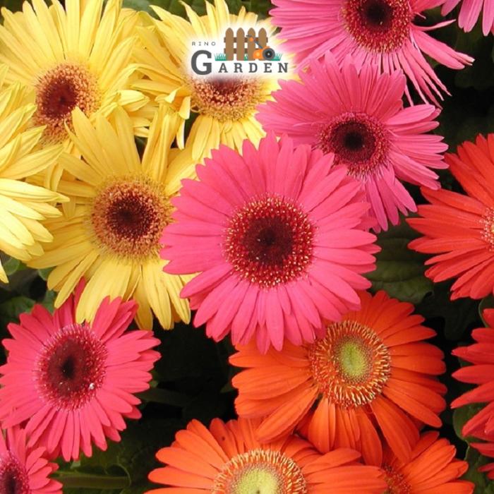 Hạt giống hoa đồng tiền mix - 10 hạt-duoc-ban-tai-Vỉa Hè Garden
