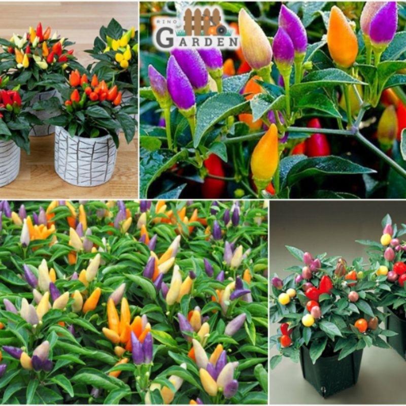 Hạt giống ớt ngũ sắc - 40 hạt-duoc-ban-tai-Vỉa Hè Garden