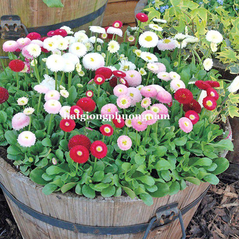 Hạt giống hoa cúc anh tròn siêu lùn túi 100 hạt chất lượng F1-duoc-ban-tai-Vỉa Hè Garden