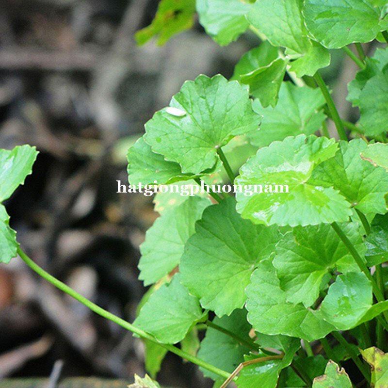 Hạt giống rau má lá nhỏ chất lượng F1-duoc-ban-tai-Vỉa Hè Garden