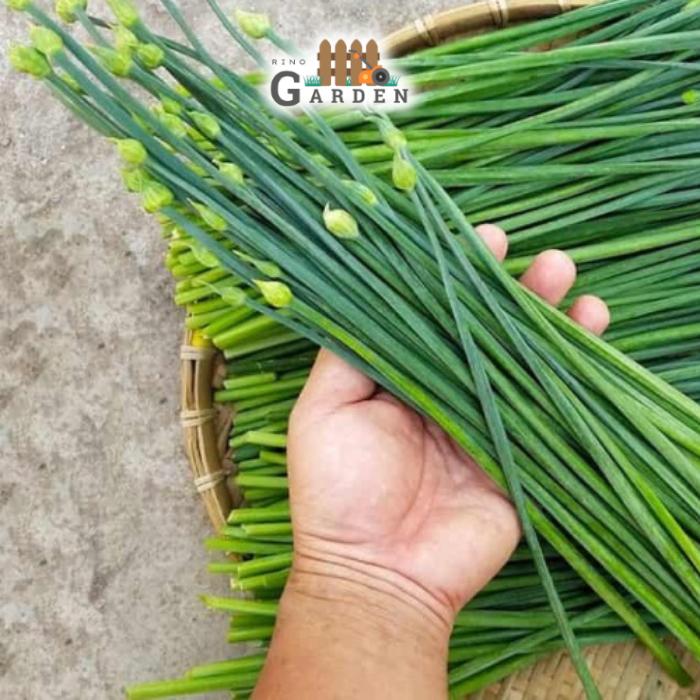 Hạt giống bông hẹ - 1 Gram-duoc-ban-tai-Vỉa Hè Garden