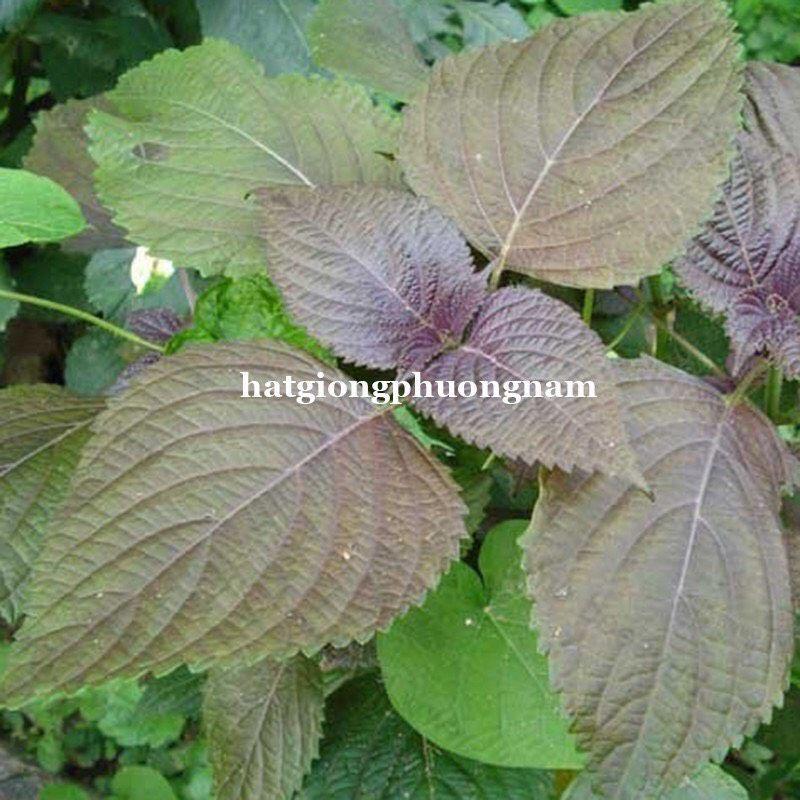 Hạt giống rau tía tô chất lượng F1-duoc-ban-tai-Vỉa Hè Garden