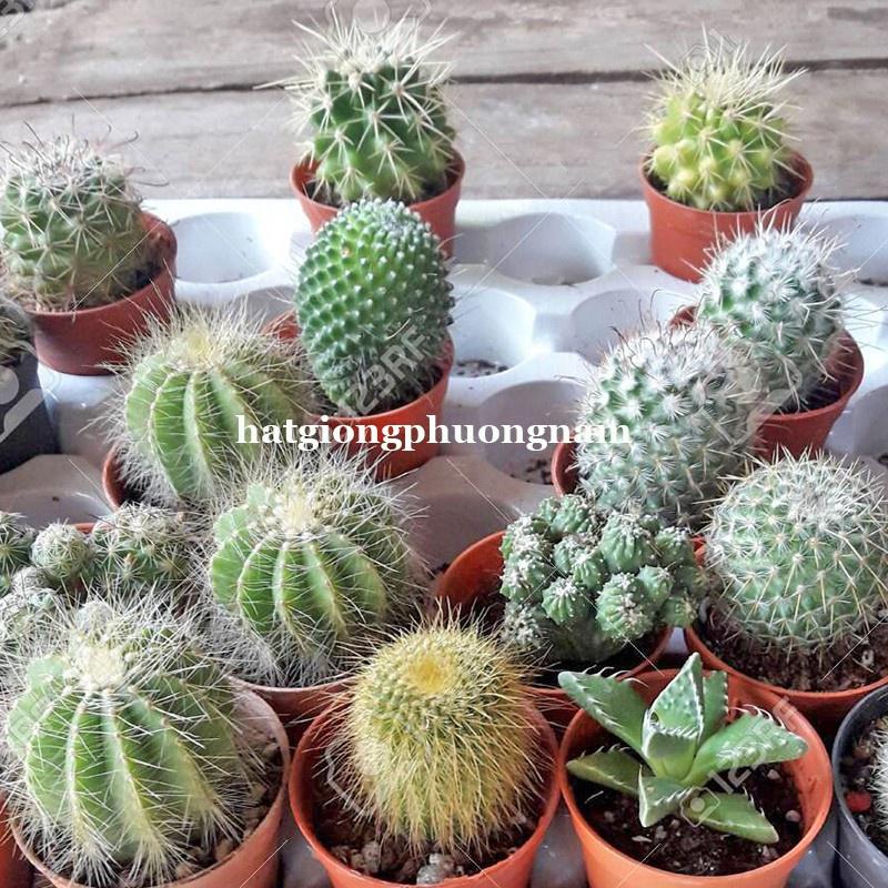 20H - HẠT GIỐNG XƯƠNG RỒNG MIX ĐỦ LOẠI-duoc-ban-tai-Vỉa Hè Garden