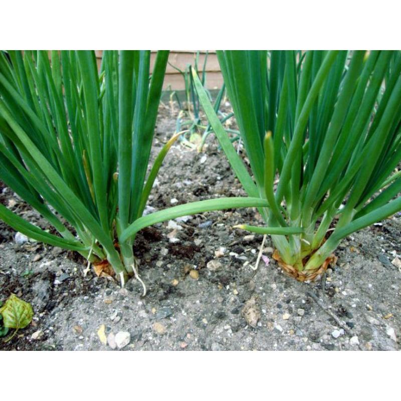 Hạt Giống Hành Lá Gói 2g-duoc-ban-tai-Vỉa Hè Garden