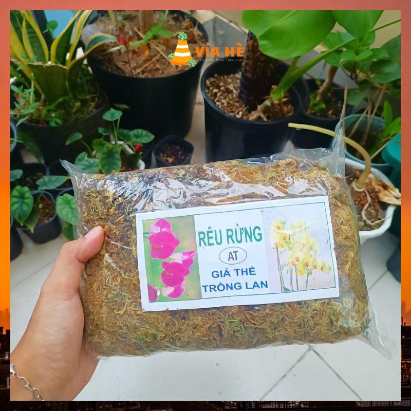 Rêu rừng dớn trồng lan kiểng lá làm trụ leo dớn-duoc-ban-tai-Vỉa Hè Garden