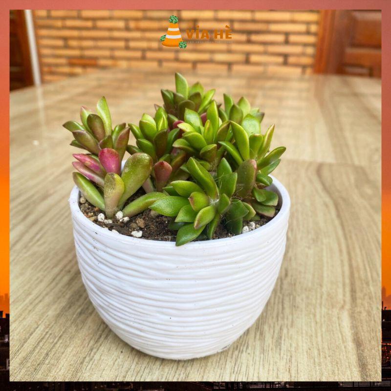 Chậu nhựa mini trồng cây sen đá xương rồng cao cấp màu trắng cứng cấp nhiều size-duoc-ban-tai-Vỉa Hè Garden