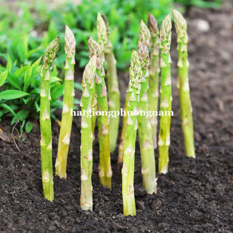 Hạt giống măng tây xanh chất lượng F1 dể trồng-duoc-ban-tai-Vỉa Hè Garden