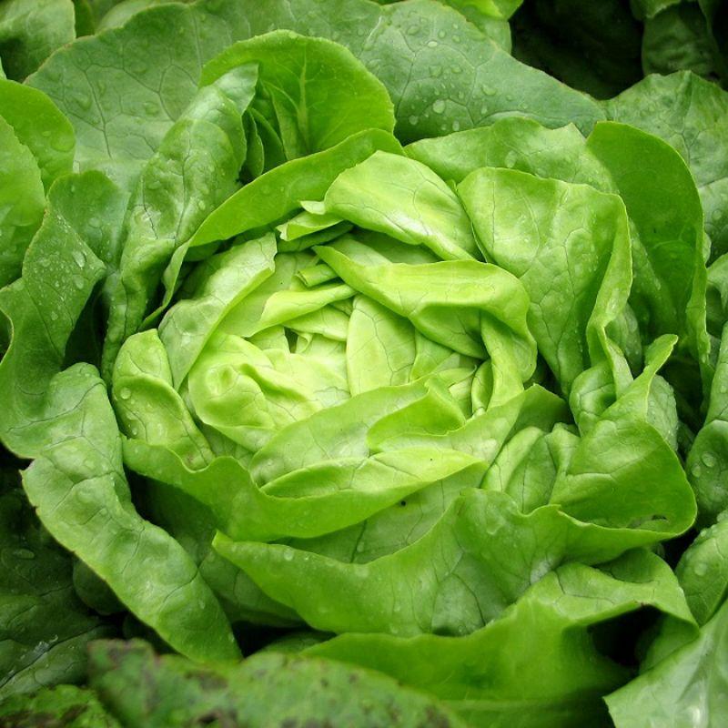 Hạt Giống Xà Lách Búp, Chất Lượng F1 - gói 2g-duoc-ban-tai-Vỉa Hè Garden