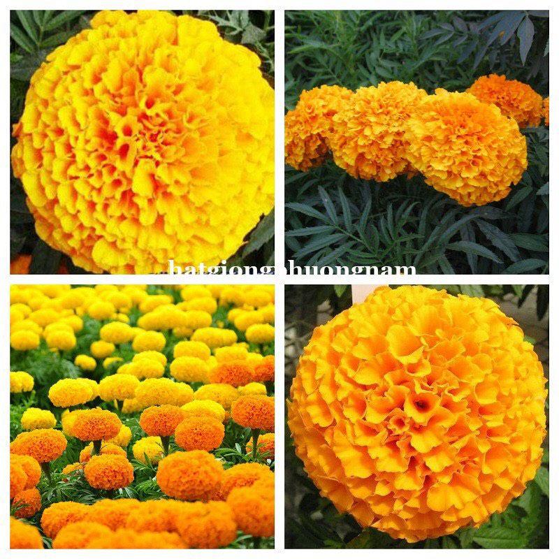 HẠT GIỐNG HOA VẠN THỌ CAO NHIỀU MÀU OP-duoc-ban-tai-Vỉa Hè Garden