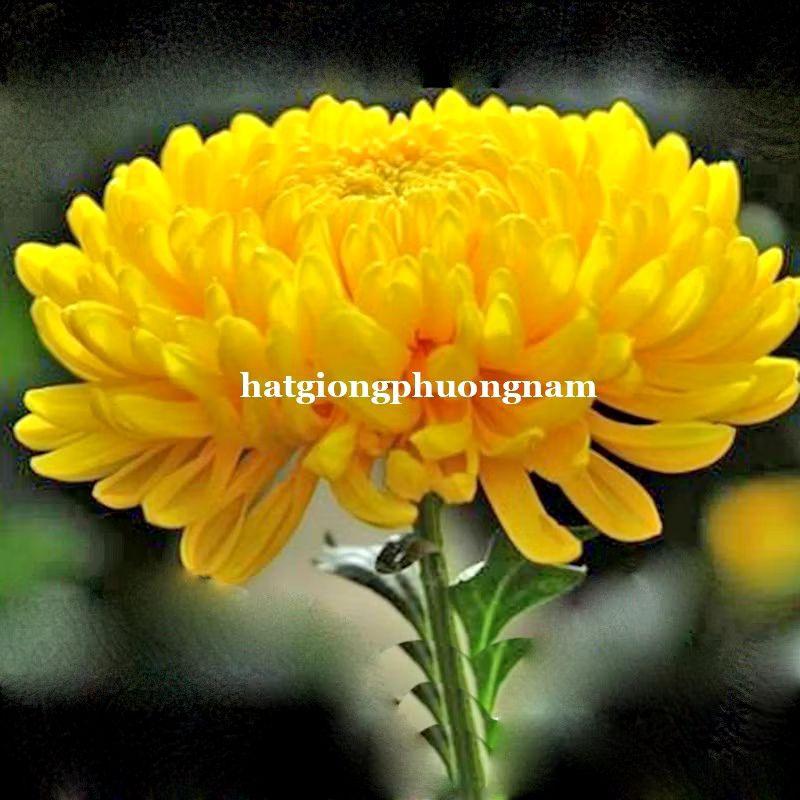 Hạt giống hoa cúc vàng lấy cành túi 100 hạt, chất lượng dễ trồng-duoc-ban-tai-Vỉa Hè Garden