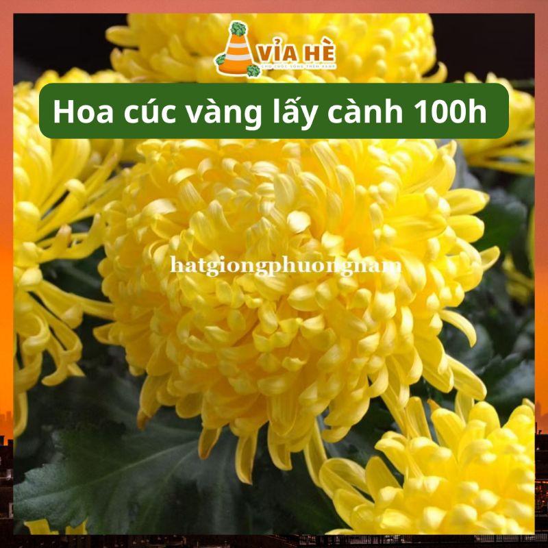 Hạt giống hoa cúc vàng lấy cành túi 100 hạt, chất lượng dễ trồng-duoc-ban-tai-Vỉa Hè Garden
