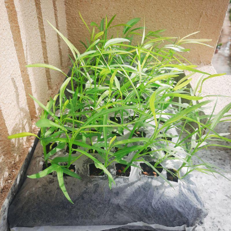 Hạt Giống Rau Muống Lá Tre, Chát Lượng F1 - gói 20g-duoc-ban-tai-Vỉa Hè Garden