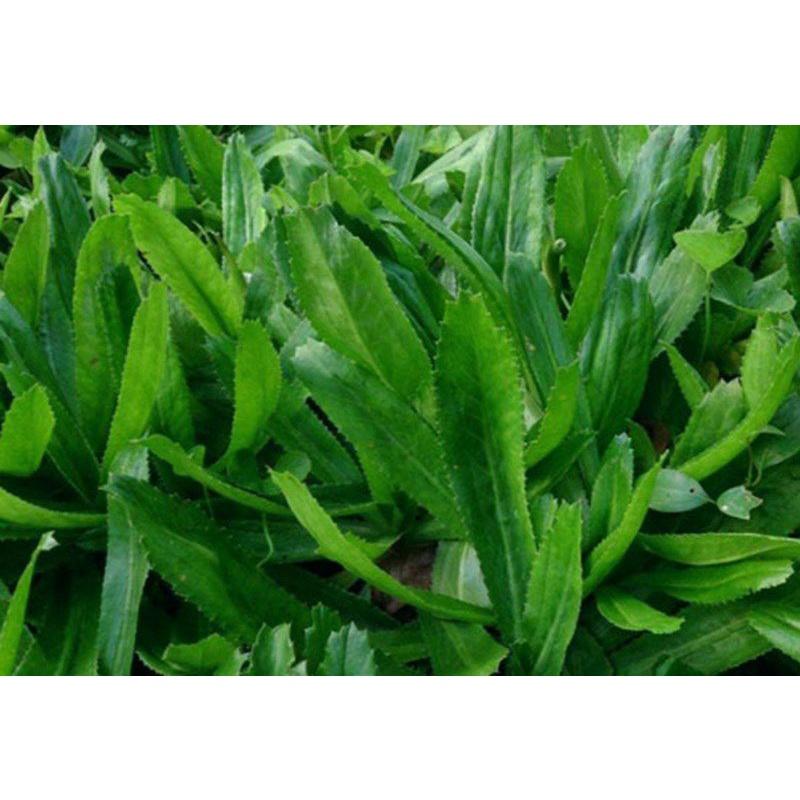Hạt Giống Ngò Gai, Chất Lượng F1 - gói 5g-duoc-ban-tai-Vỉa Hè Garden