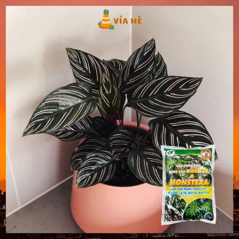 Siêu Phân Bón Dùng Cho Kiểng Lá VIAHE, Túi 700g, Cây Trầu Bà Monstera, Cây Nhiệt Đới Trong Nhà, Đâm Chồi Cứng Thân-duoc-ban-tai-Vỉa Hè Garden