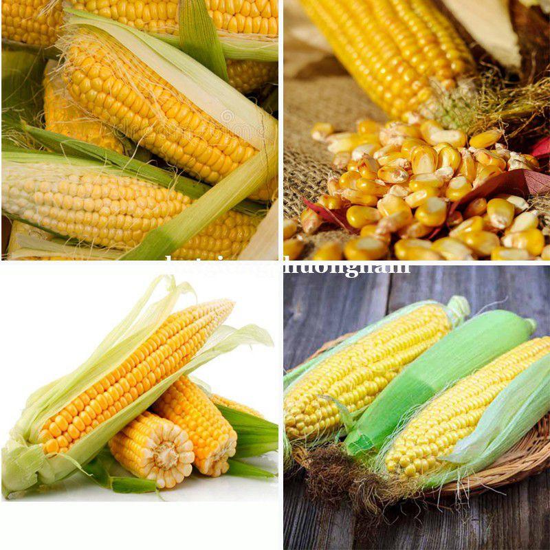 Hạt giống bắp mỹ ngô ngọt chất lượng F1 dễ trồng-duoc-ban-tai-Vỉa Hè Garden