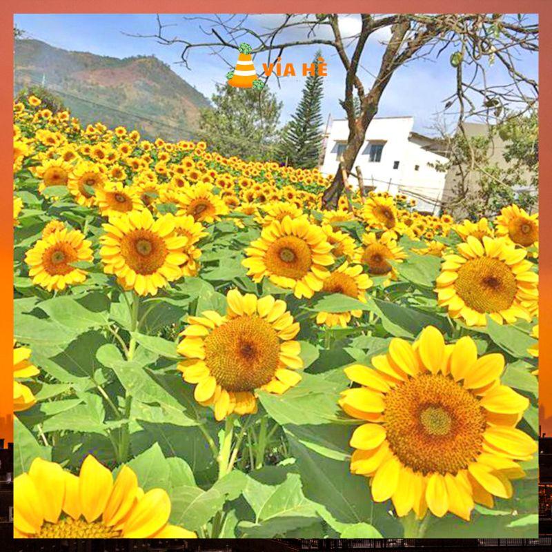 Hạt giống hướng hương không lồ lấy hạt chất lượng F1-duoc-ban-tai-Vỉa Hè Garden