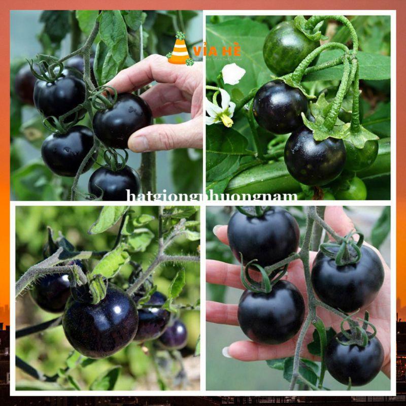 Hạt giống cà chua bi đen phá đỏ chất lượng F1 dễ trồng-duoc-ban-tai-Vỉa Hè Garden