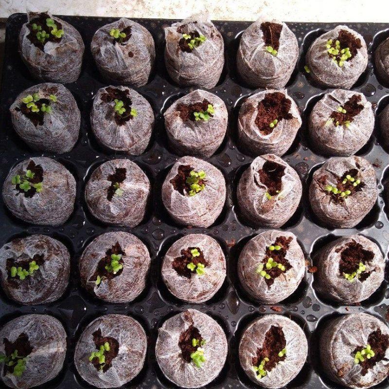 Viên nén ươm hạt túi 10 viên xơ dừa kích nảy mầm-duoc-ban-tai-Vỉa Hè Garden