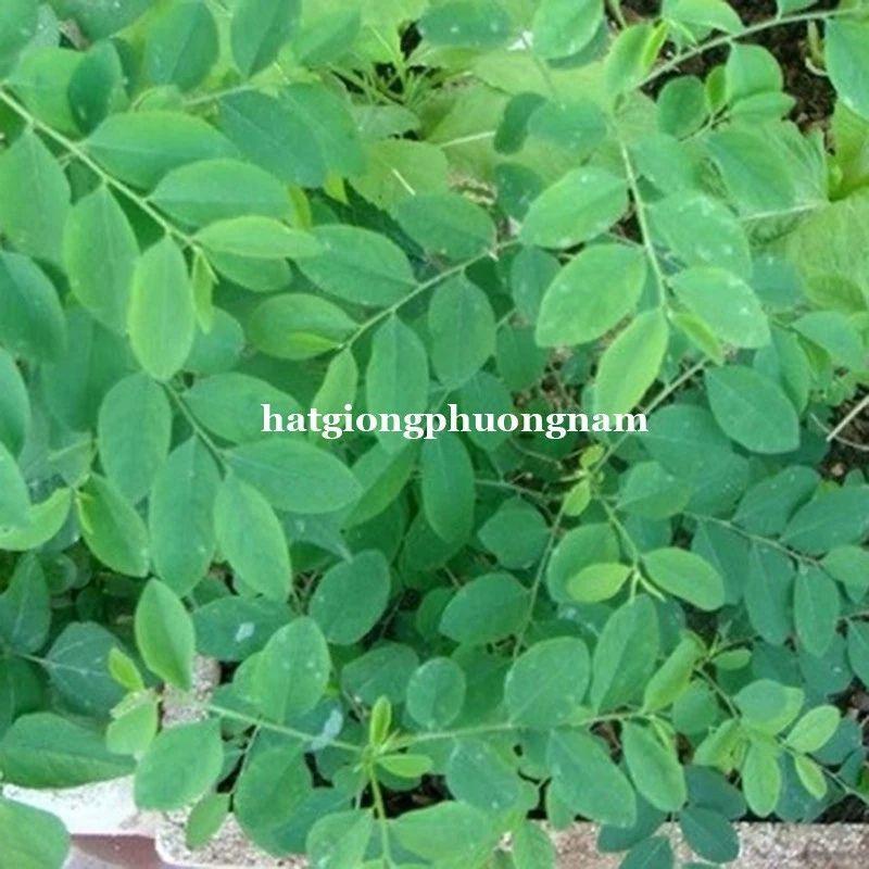 Hạt Giống Rau Ngót Túi 50 Hạt, Chất Lượng Dễ Trồng-duoc-ban-tai-Vỉa Hè Garden