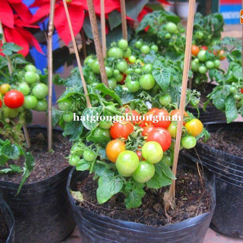 Hạt giống cà chua bi đỏ lùn túi 20 hạt chất lượng F1-duoc-ban-tai-Vỉa Hè Garden