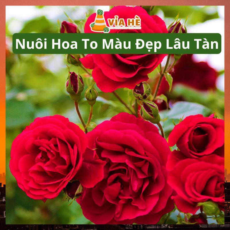 Phân Bón Tổng Hợp NPK Minro 15-5-20 túi 200g, Chuyên Cho Cây Ăn Trái Và Hoa Kiểng-duoc-ban-tai-Vỉa Hè Garden