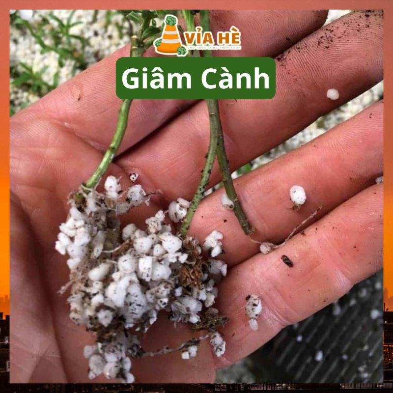 Đá perlite trân châu túi 5dm LAVAMIX trồng sen đá kiểng lá xương rồng nuôi kỳ đà-duoc-ban-tai-Vỉa Hè Garden