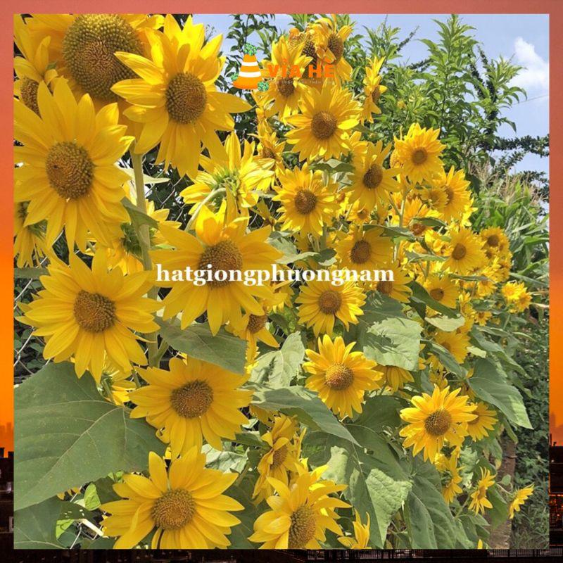 Hạt giống hoa hướng dương nhụy vàng siêu bông chất lượng F1-duoc-ban-tai-Vỉa Hè Garden
