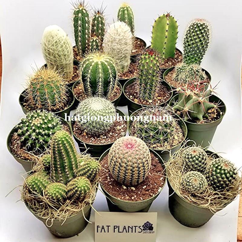 20H - HẠT GIỐNG XƯƠNG RỒNG MIX ĐỦ LOẠI-duoc-ban-tai-Vỉa Hè Garden