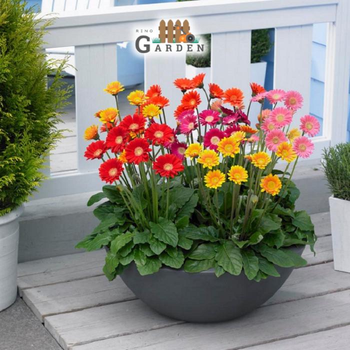 Hạt giống hoa đồng tiền mix - 10 hạt-duoc-ban-tai-Vỉa Hè Garden