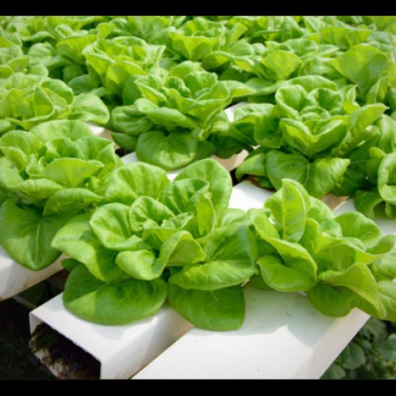 Hạt Giống Xà Lách Búp, Chất Lượng F1 - gói 2g-duoc-ban-tai-Vỉa Hè Garden