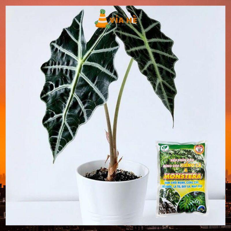 Siêu Phân Bón Dùng Cho Kiểng Lá VIAHE, Túi 700g, Cây Trầu Bà Monstera, Cây Nhiệt Đới Trong Nhà, Đâm Chồi Cứng Thân-duoc-ban-tai-Vỉa Hè Garden