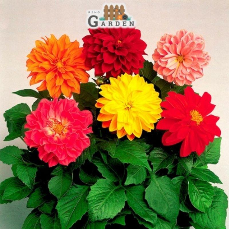 Hạt giống hoa thược dược mix - 50 hạt-duoc-ban-tai-Vỉa Hè Garden